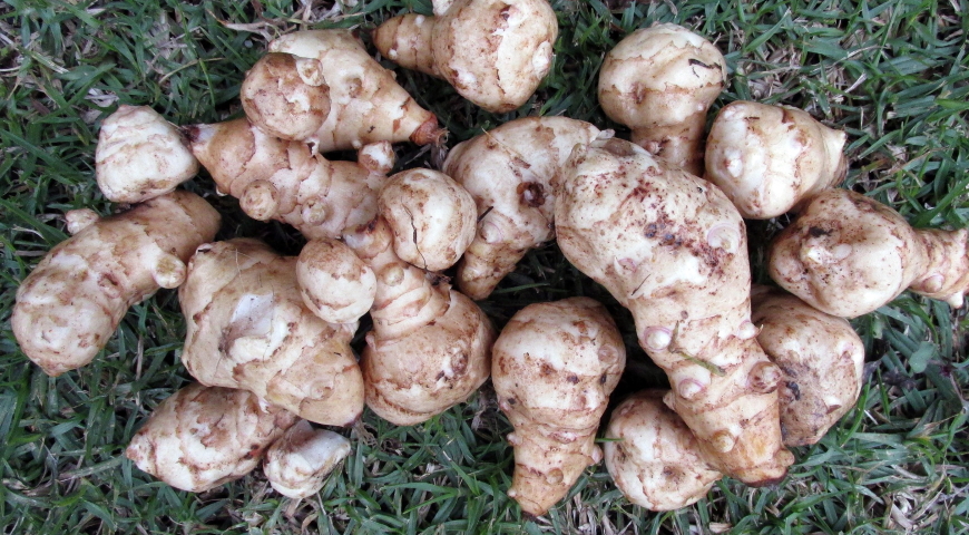 Inulina – naturalny błonnik i prebiotyk