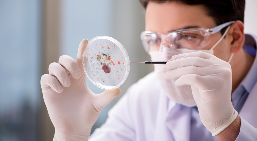 Lactococcus lactis
