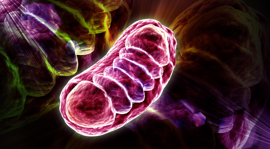Mitochondria – znacznie więcej niż produkcja energii