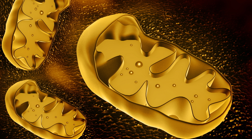 mitochondria