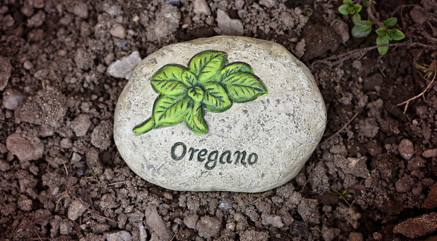 Oregano  - poznaj jego zastosowania