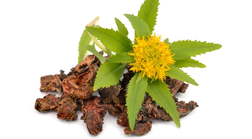 Rhodiola Rosea – naturalny adaptogen