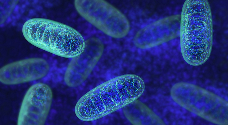 Założenia diagnostyki mitochondrialnej