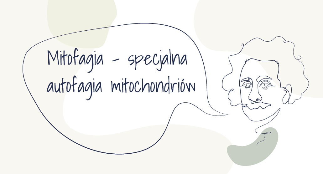 Mitofagia – specjalna autofagia mitochondriów