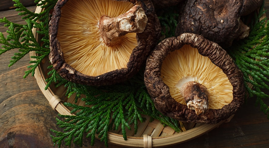 Grzyb shiitake - naturalne wsparcie z Dalekiego Wschodu