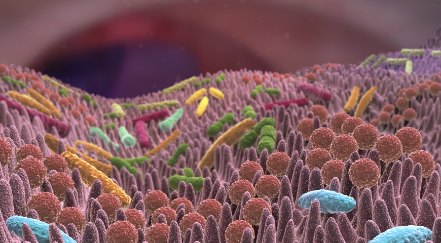 Bifidobacterium bifidum