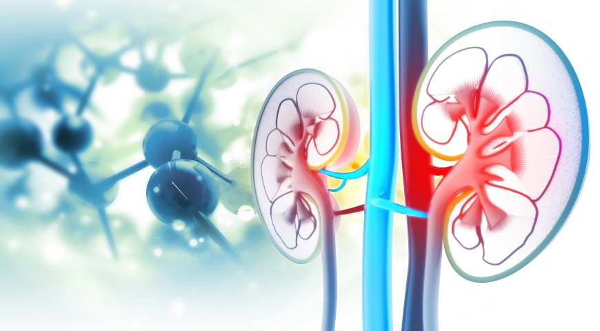 Cykl ornitynowy (mocznikowy)