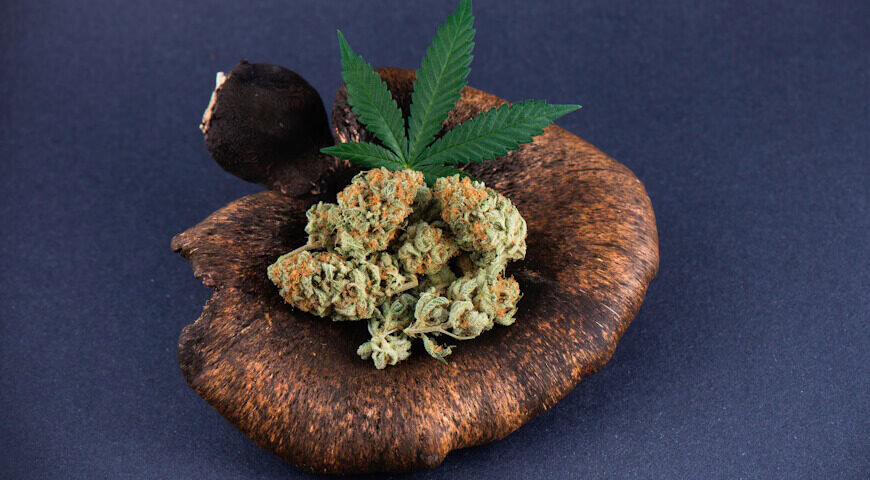 Niezwykły świat synergii grzybów leczniczych i konopi siewnej_mitomed