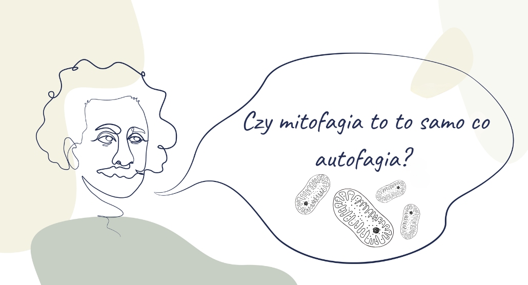 Czy mitofagia to to samo co autofagia?